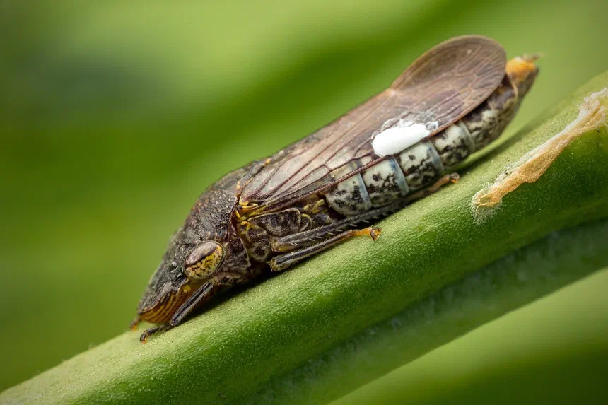 Glassy-Winged Sharpshooter Facts & Information