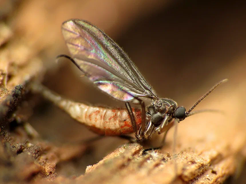 Gnats