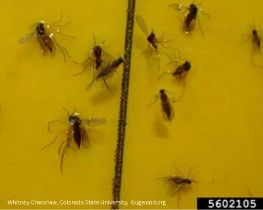 Gnats