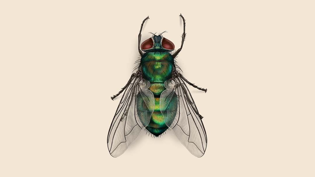 Green Bottle Fly Facts & Information