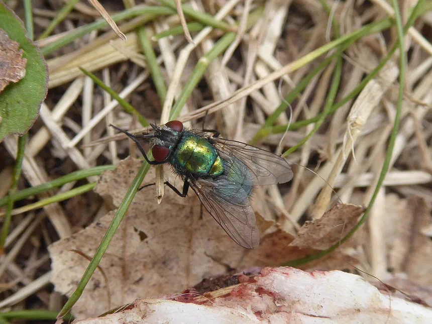 Green Bottle Fly Facts & Information