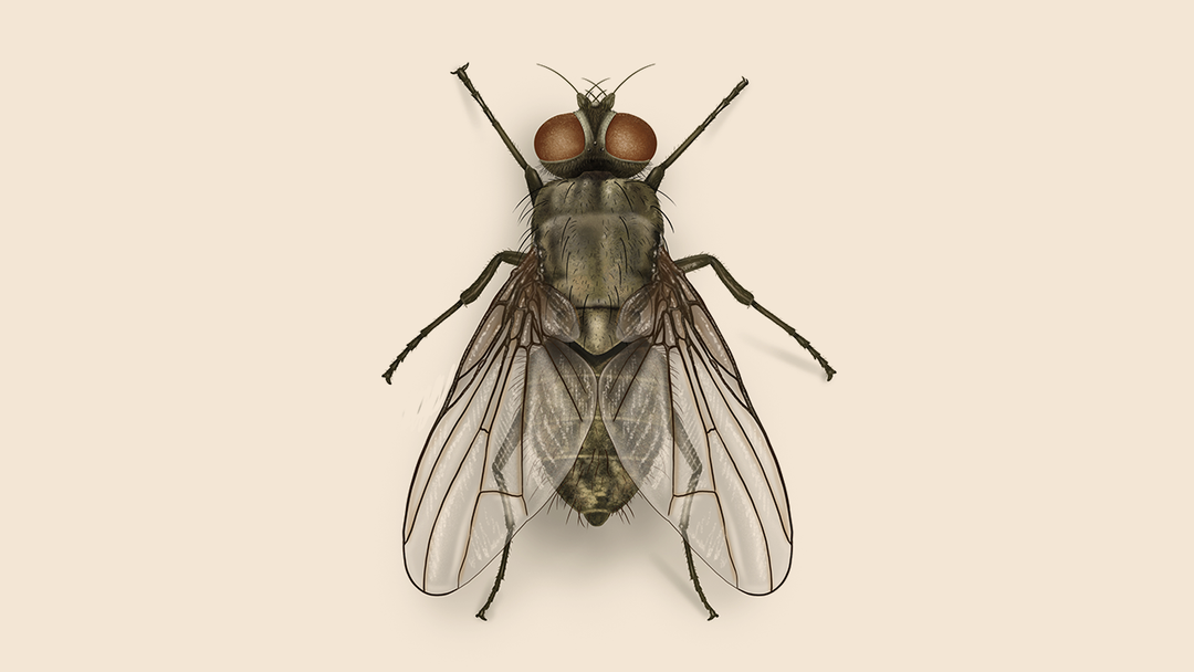 Horn Fly Facts & Information