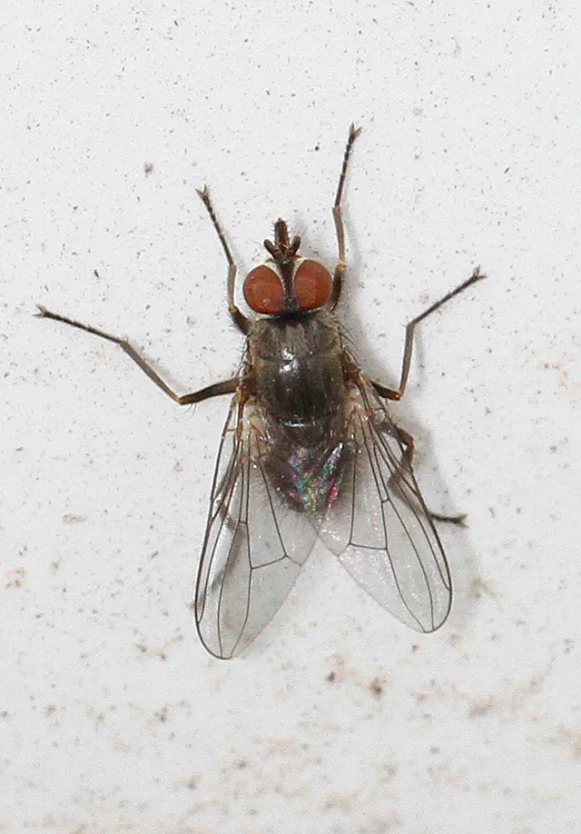 Horn Fly Facts & Information