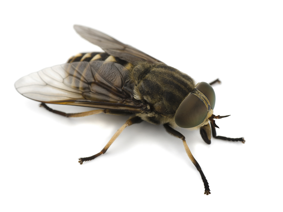 Horse Flies Tabanus spp.