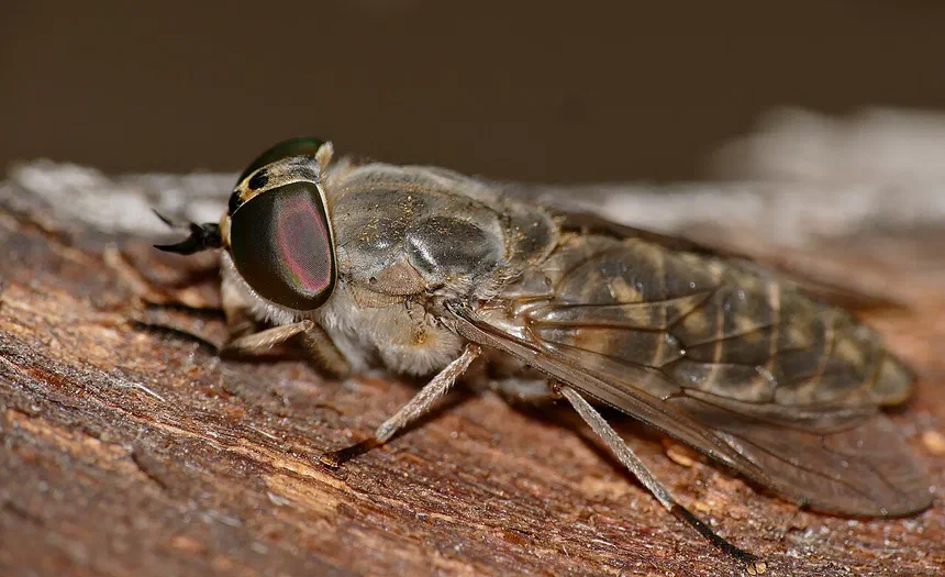 Horse Flies