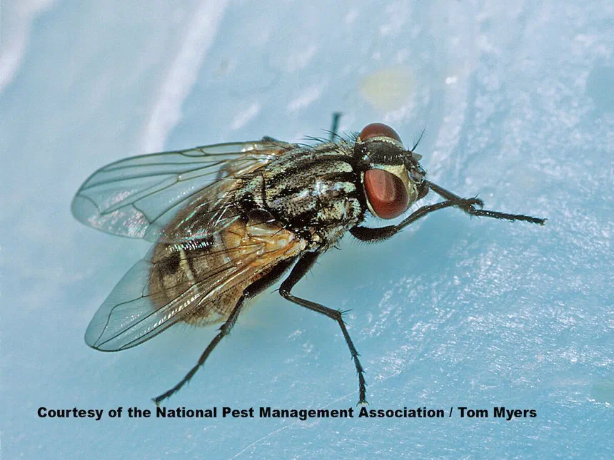 House Flies