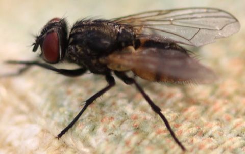 What's the Life Cycle of a Fly?