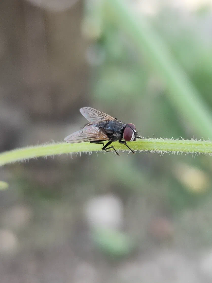 What's the Life Cycle of a Fly?