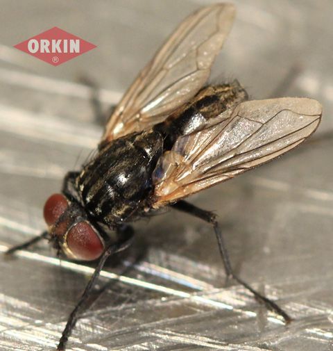 Identify Flies