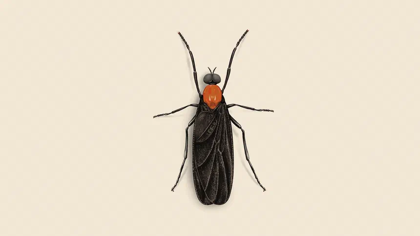 Love Bug Facts & Information
