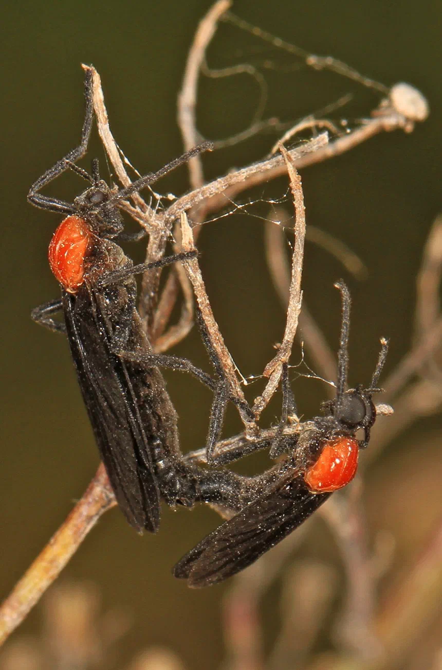 Love Bug Facts & Information