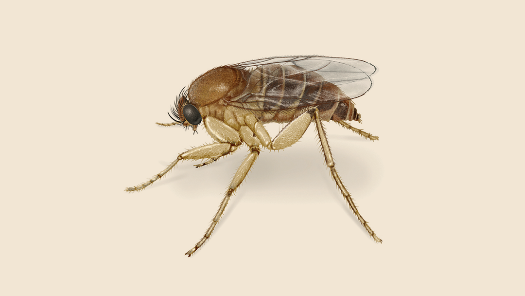 Phorid Humpbacked flies