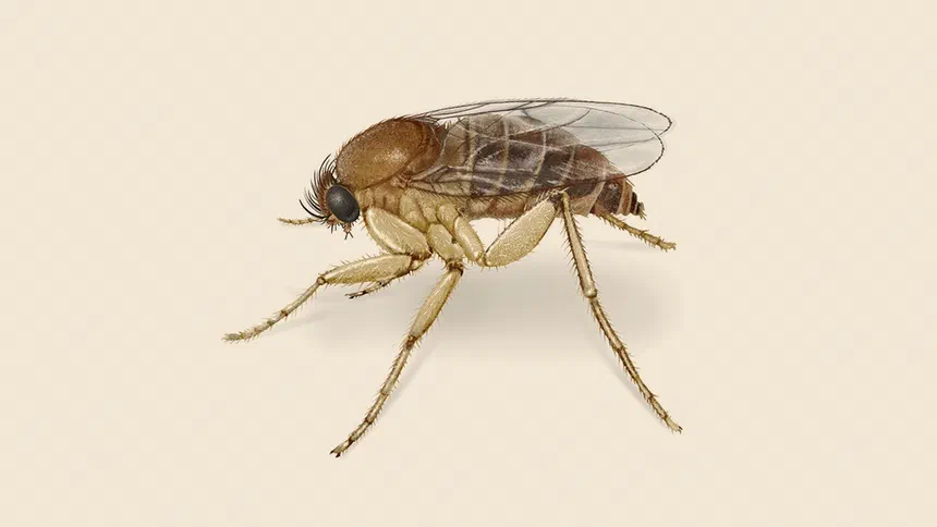 Phorid Humpbacked flies