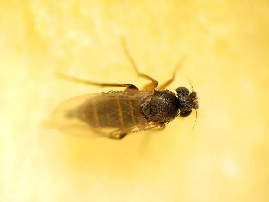 Phorid Humpbacked flies