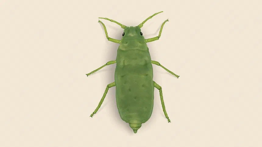 Russian Wheat Aphid Facts & Information