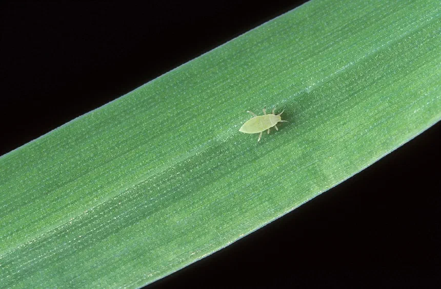 Russian Wheat Aphid Facts & Information