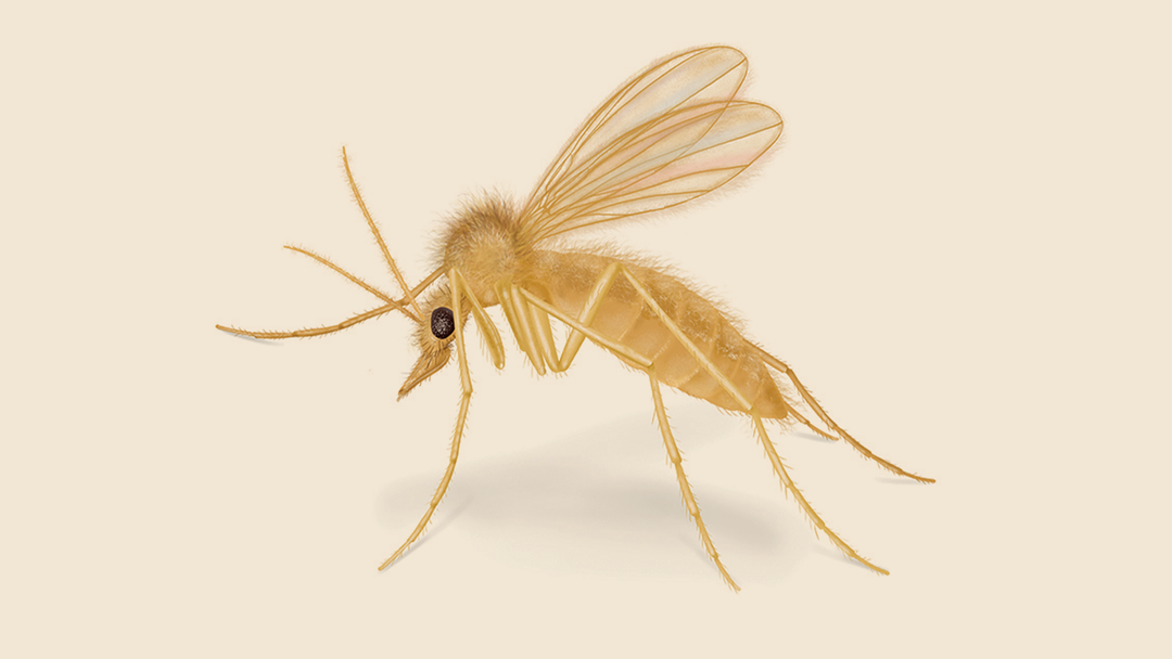 Sand Fly Facts & Information