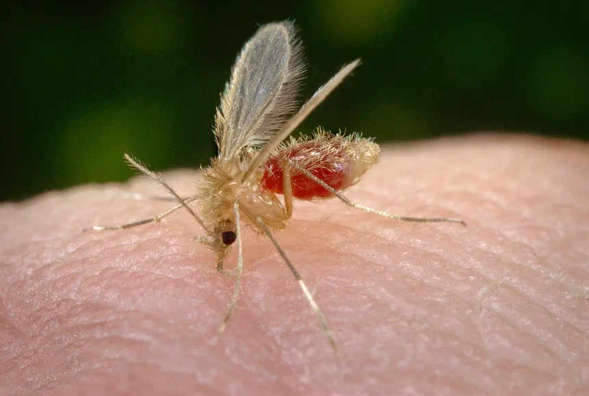Sand Fly Facts & Information