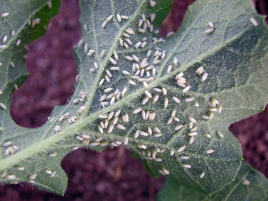 Silverleaf Whitefly Facts & Information