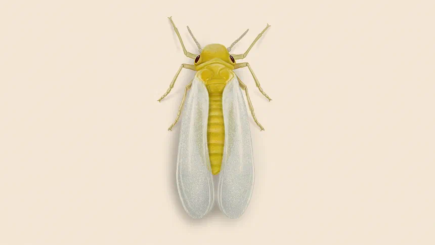 Silverleaf Whitefly Facts & Information