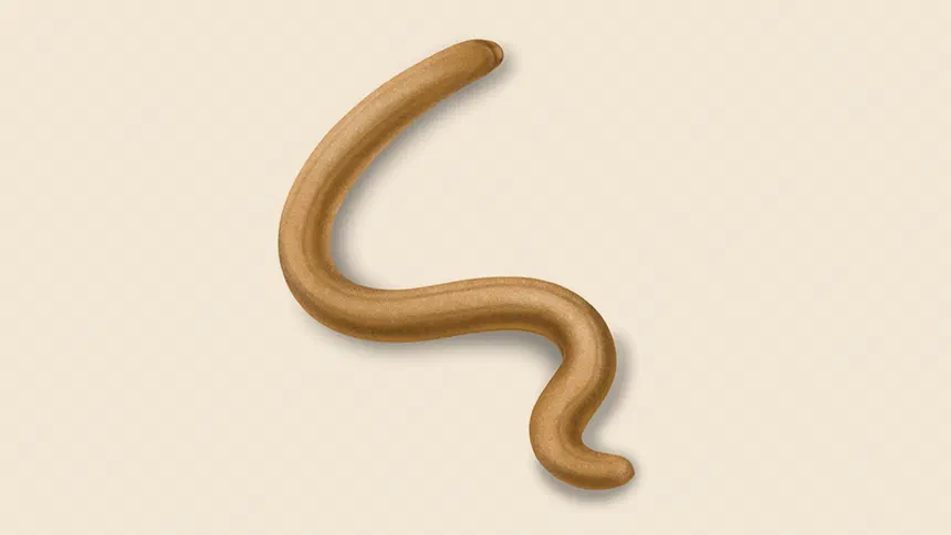 Soybean Cyst Nematode Facts & Information