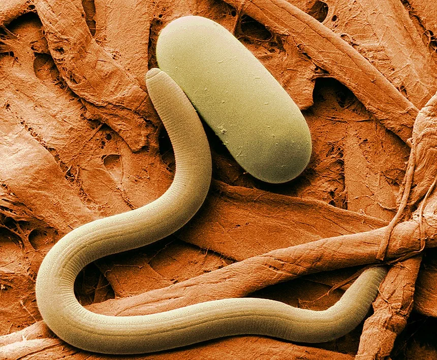 Soybean Cyst Nematode Facts & Information