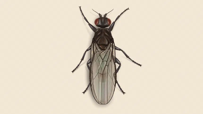 Sphaerocerid Fly Facts & Information