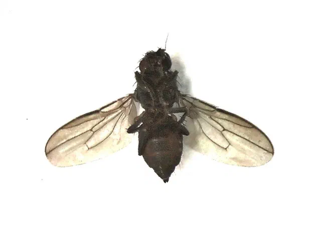 Sphaerocerid Fly Facts & Information