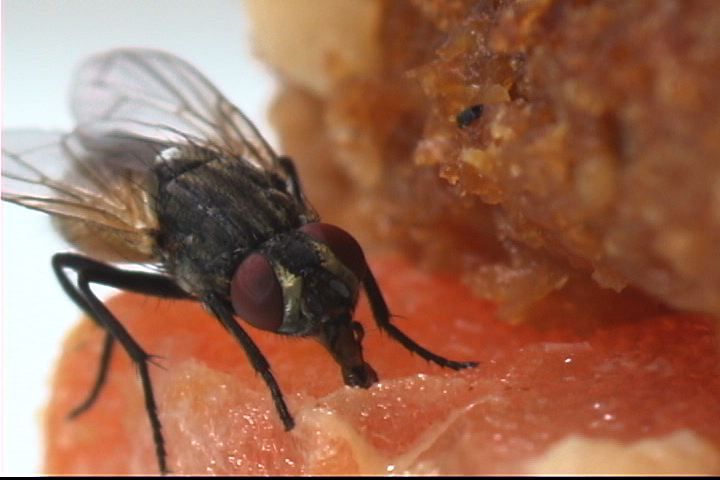 What are Flies Attracted to Inside Your Home?