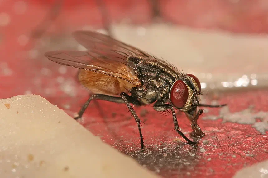 What are Flies Attracted to Inside Your Home?