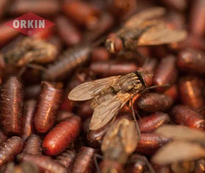 Where Do Flies Lay Eggs Inside Houses?