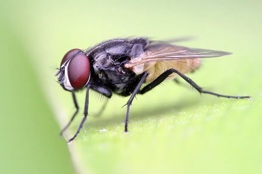Where Do Flies Lay Eggs Inside Houses?