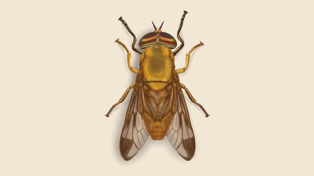 Yellow Fly Facts & Information