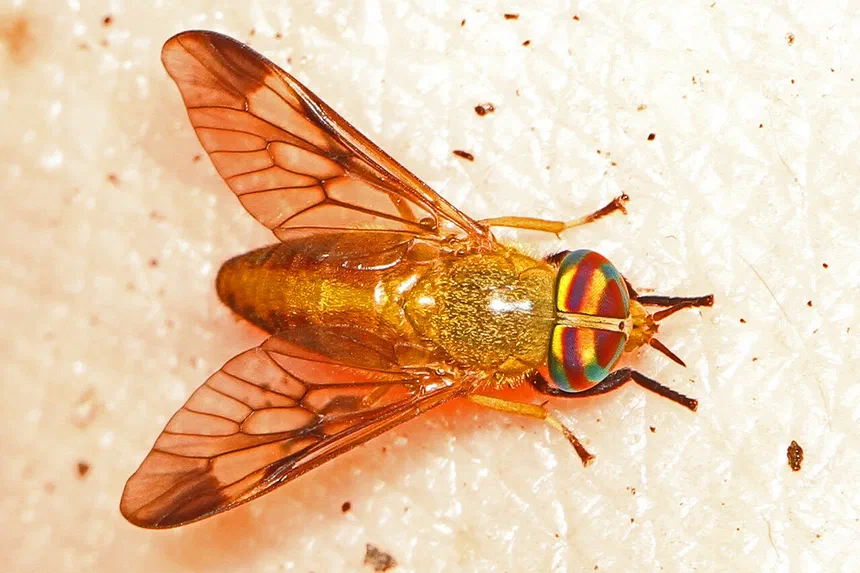 Yellow Fly Facts & Information