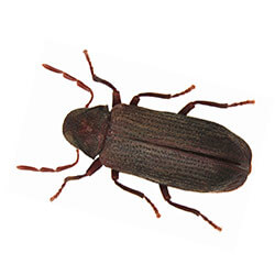 Furniture Beetles