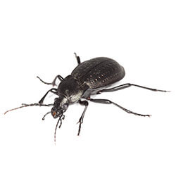 Ground Beetles
