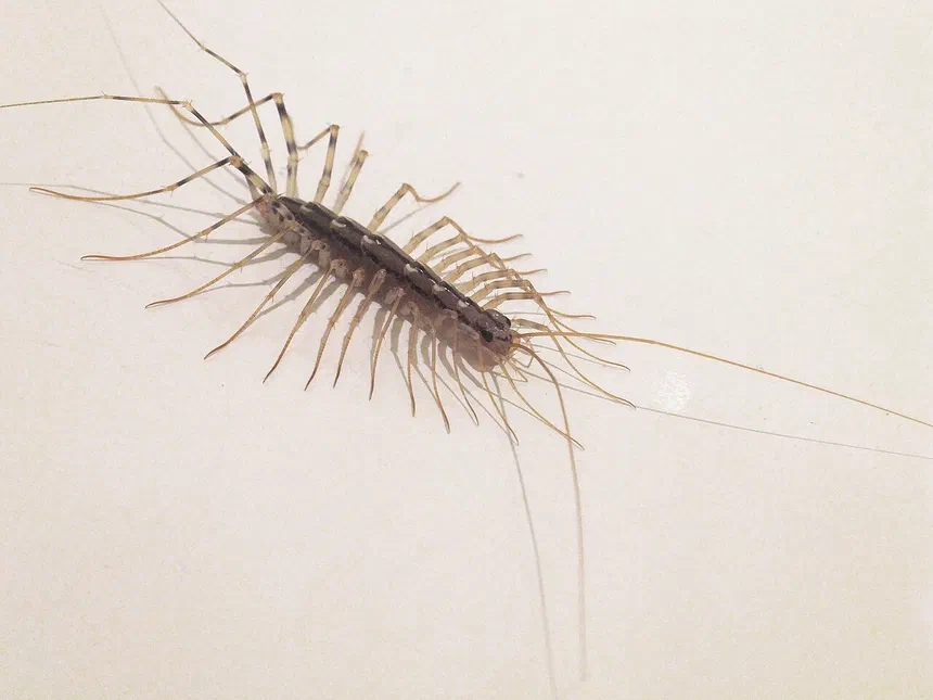 Centipedes