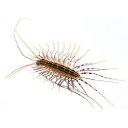 Centipedes