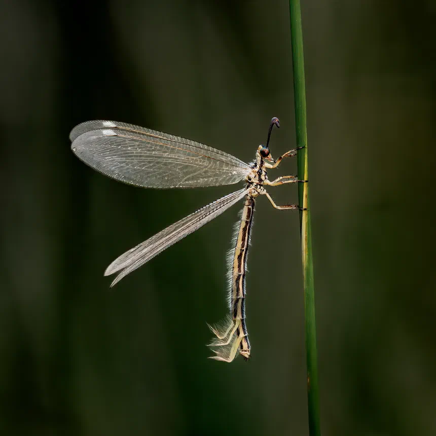 Antlion
