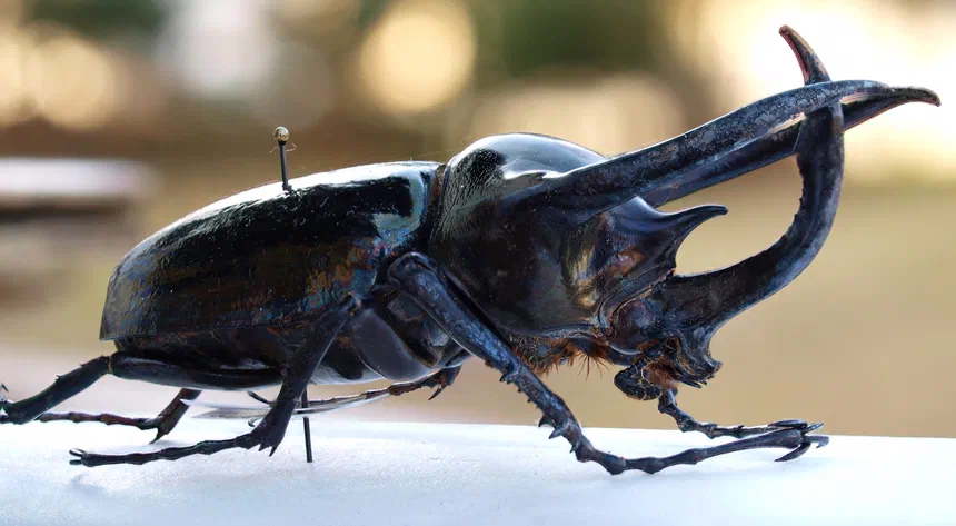 Atlas Beetle