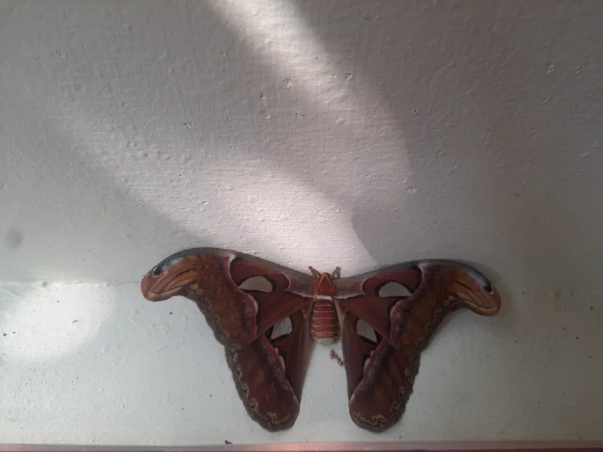 Atlas Moth