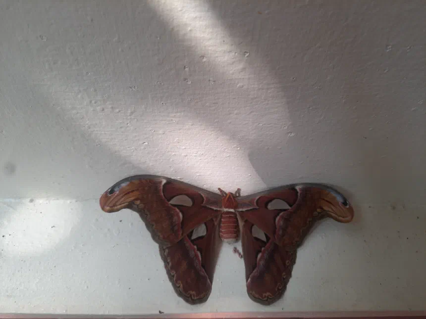 Atlas Moth