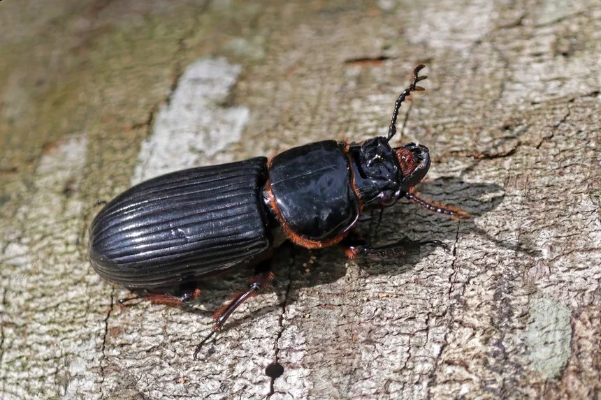 Bess Beetle