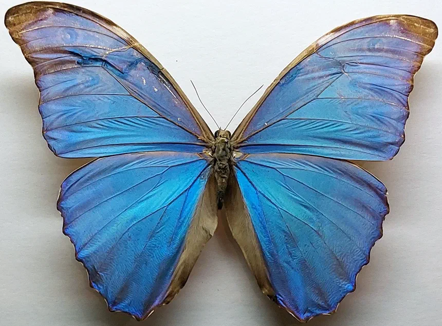 Blue Morpho