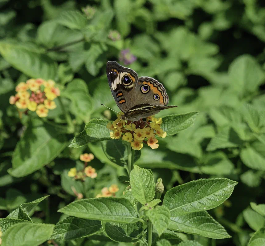 Common Buckeye