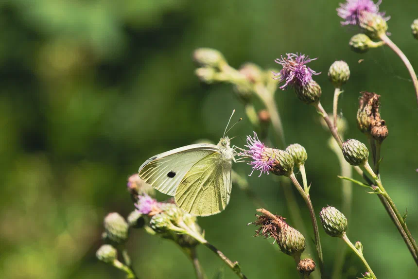 Cabbage White