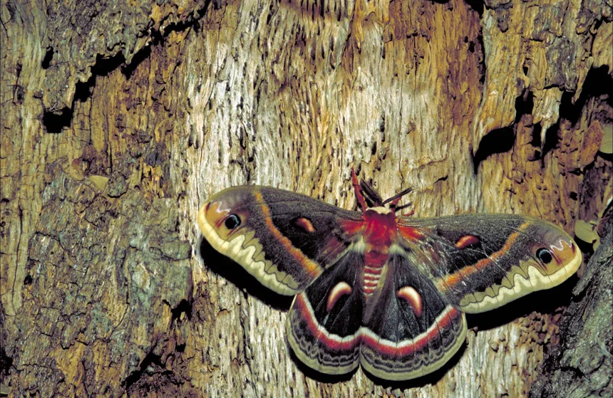 Cecropia Moth