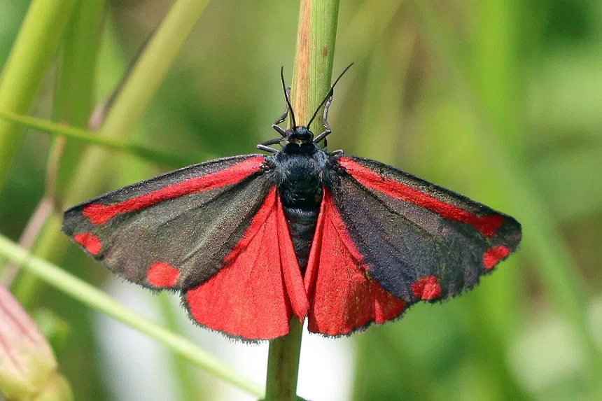 Cinnabar Moth