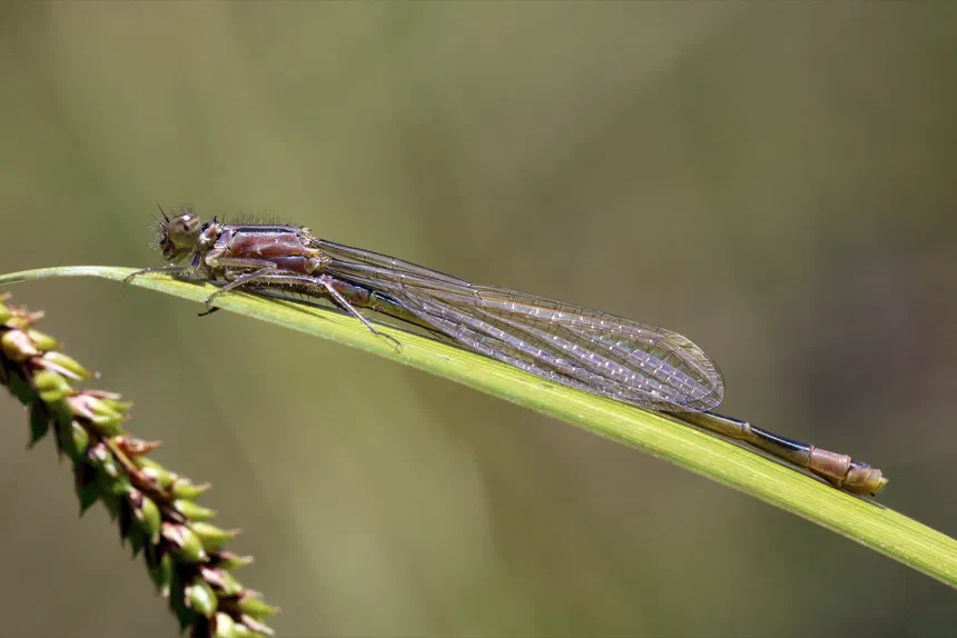 Damselfly