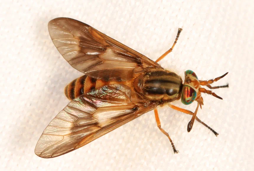 Deer Fly